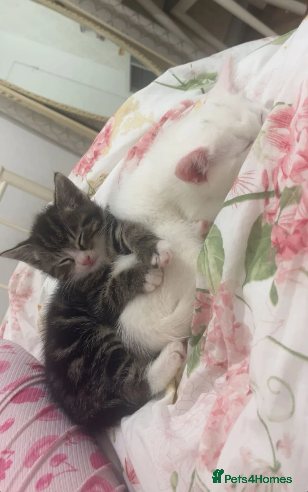 Mixed Breed cats for sale: 2 brother kittens - Advert 5