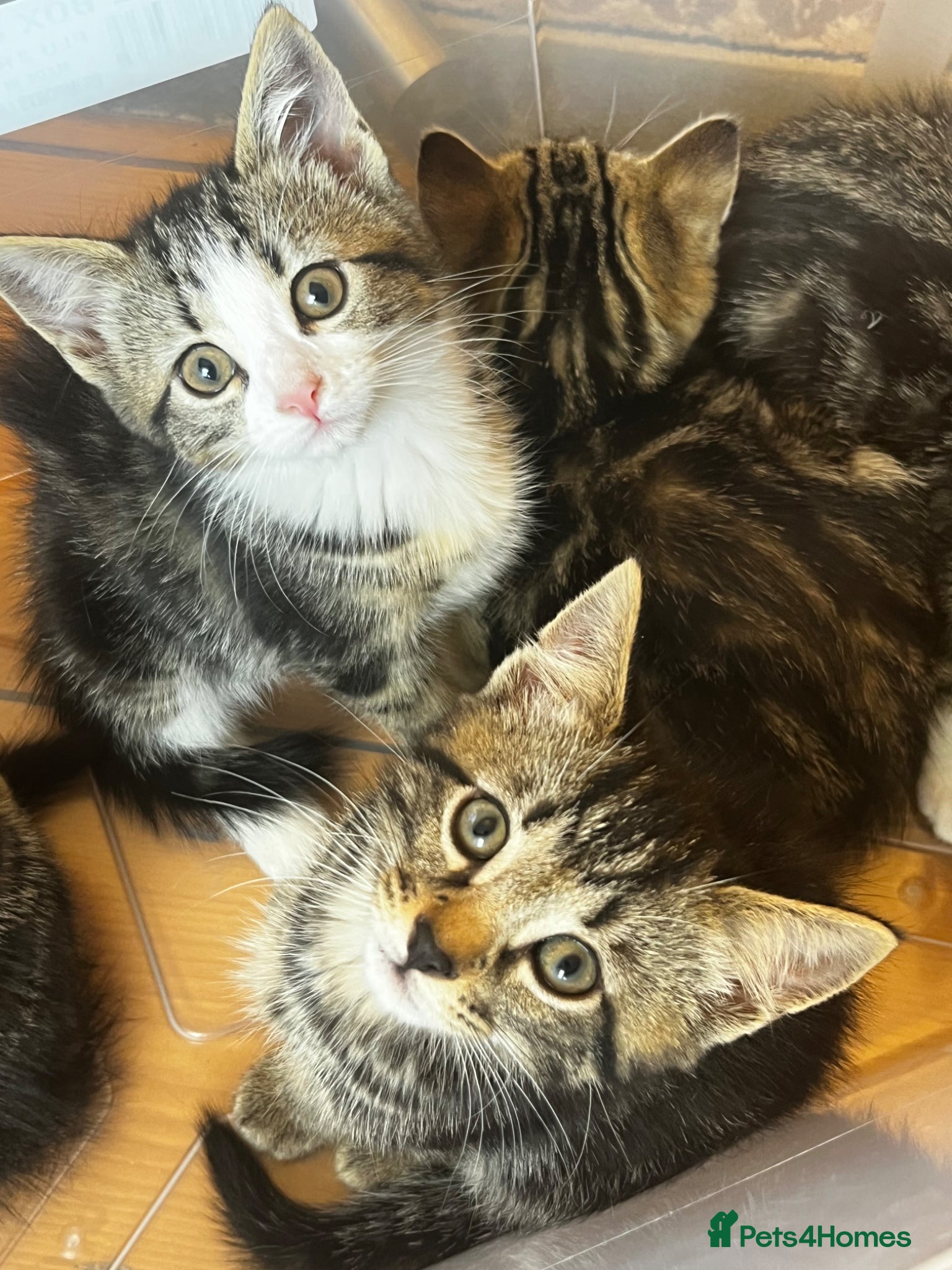Mixed Breed cats for sale: Beautiful Tabby kittens for sale  - Advert 13