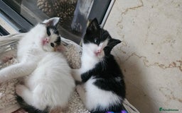 Selkirk Rex cats for sale: Adorable Selkirk Rex Kittens (Straight ) - Image 8