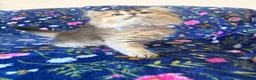 Scottish Fold cats for sale: Beautiful Scottish Fold kittens - Advert 20