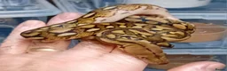 Python Snake reptiles for sale: Mayalan Python Motley Tiger  - Advert 3
