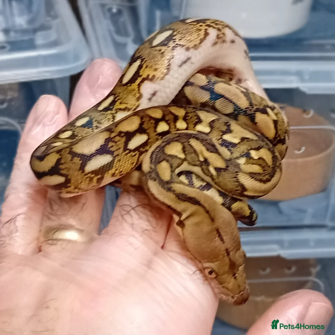 Python Snake reptiles for sale: Mayalan Python Motley Tiger  - Advert 3