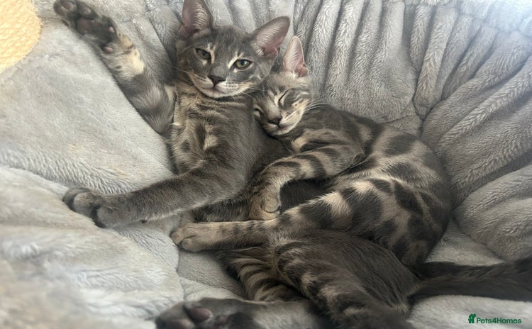 Bengal cats - Advert 2