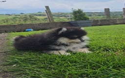 Pomsky dogs for sale: Pomsky puppies very small toy size F3  - Image 9