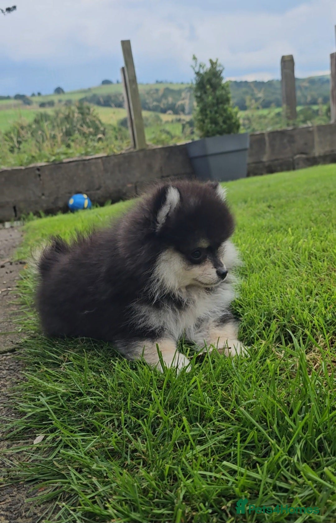 Pomsky dogs for sale: Pomsky puppies very small toy size F3  - Image 9
