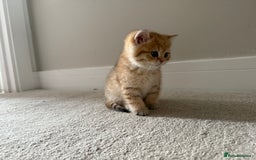 British Shorthair cats for sale: SOLD Sired by Champion FIFE dad -  Golden BSH - Image 11