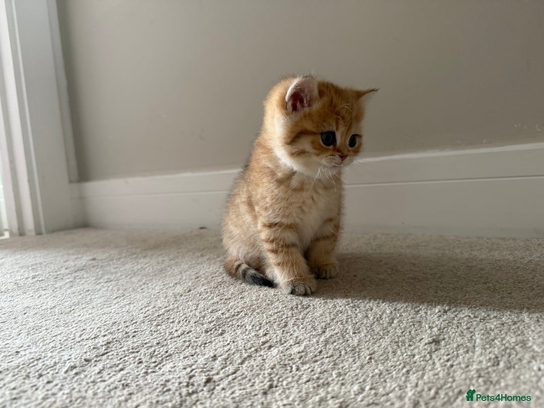 British Shorthair cats for sale: SOLD Sired by Champion FIFE dad -  Golden BSH - Image 11