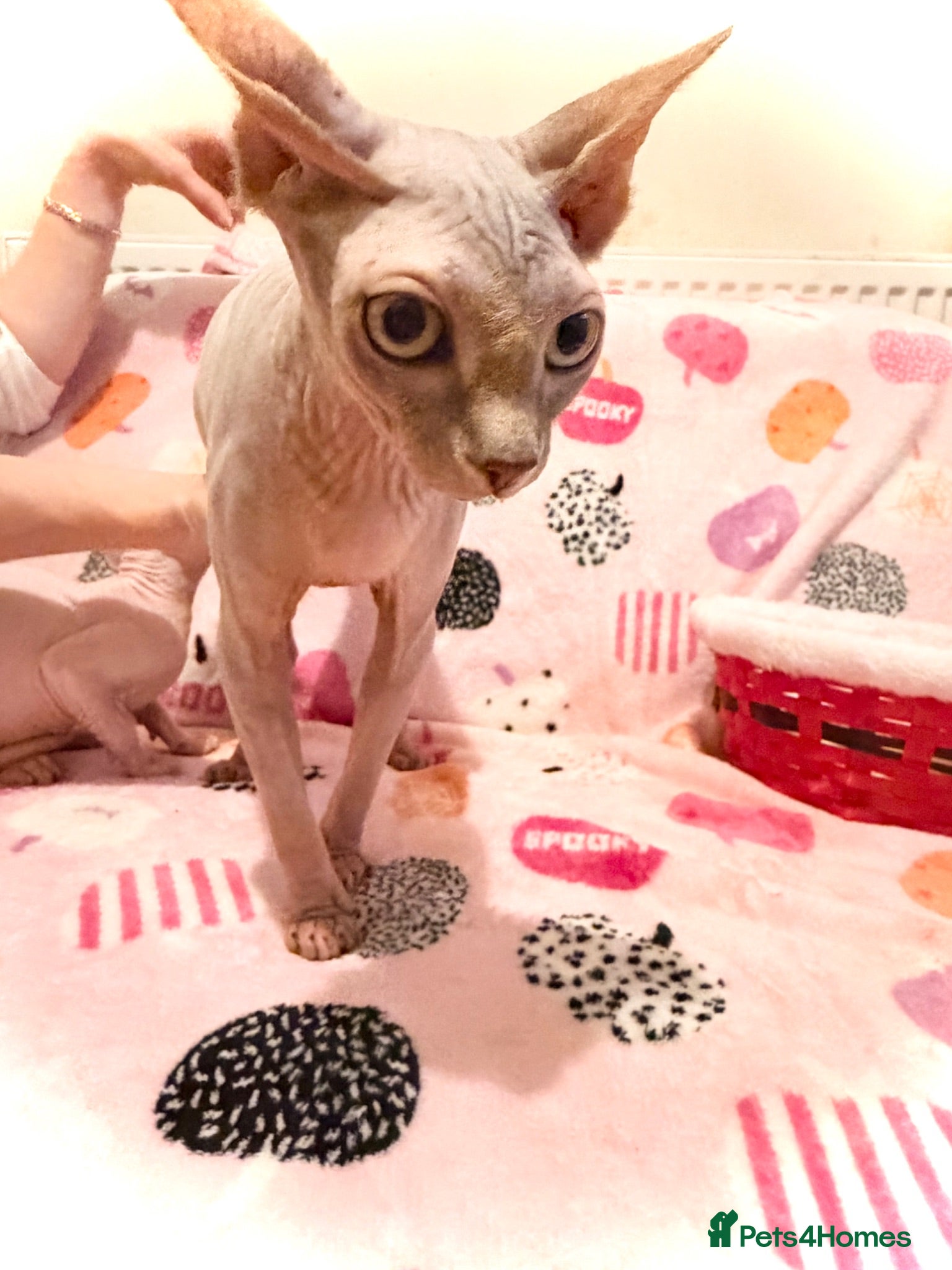 Sphynx cats Beautiful Sphynx Kittens Available  - Advert 1