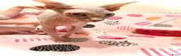 Sphynx cats for sale: Beautiful Sphynx Kittens Available  in Willenhall - Advert 1