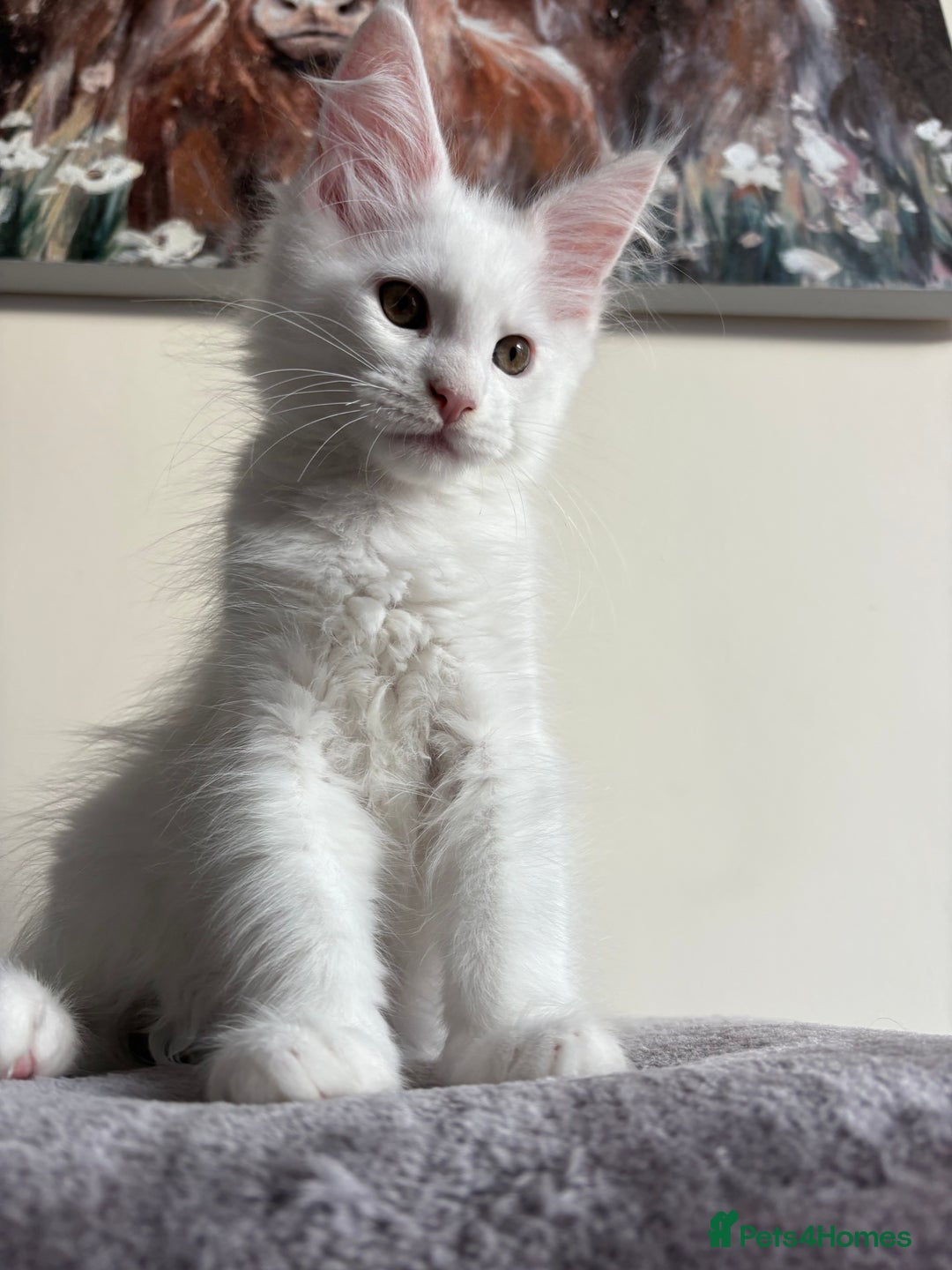 Maine Coon cats for sale: Maine coon kitten  - Image 3