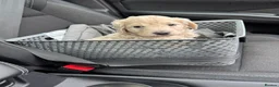 Mini Goldendoodle dogs for sale: Stunning female mini f1 Goldendoodle  - Advert 8