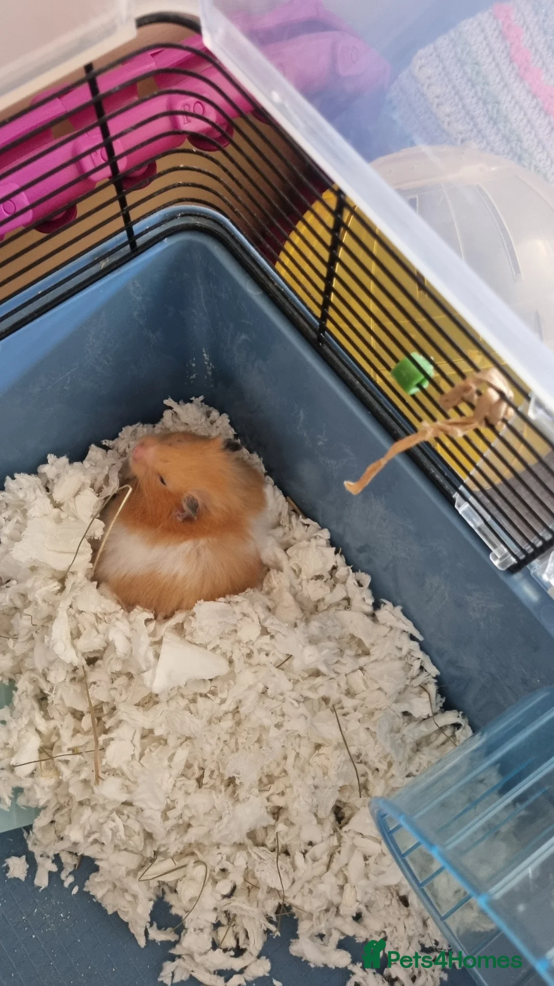 Hamster rodents for sale: Syrian hamster  in Crediton - Advert 2