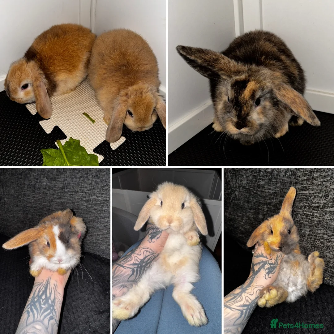 Mini Lop rabbits for sale: Beautiful mini lop bunnies - Advert 1