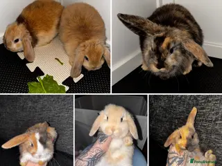 Mini Lop rabbits Beautiful mini lop bunnies - Advert 5