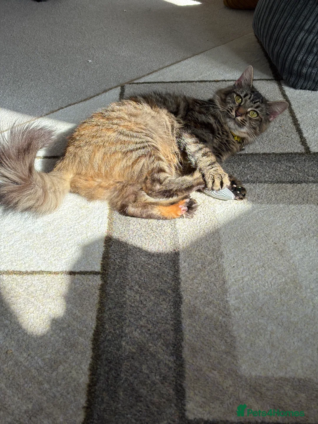 Norwegian Forest Cat cats for sale: 4 Siberian x British short hair - Advert 2