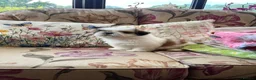 Shih Tzu dogs for sale: Lovely male Shih Tzu  - Advert 5