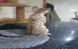 Bengal cats for sale: 🔥✨Pedigree TICA-Registered Bengals - Image 23