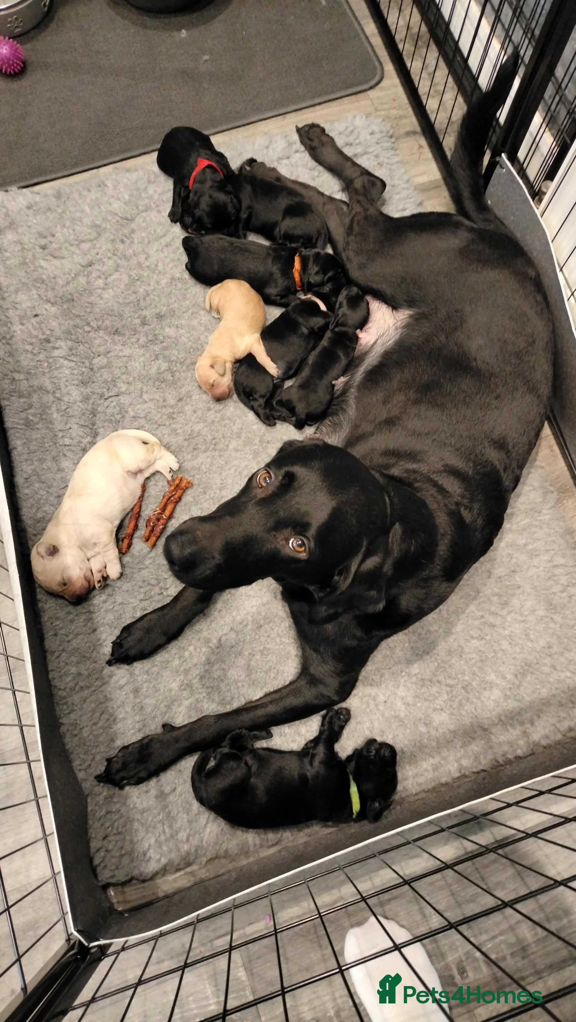 Labradoodle dogs F1 Standard Labradoodle Puppies - Advert 3