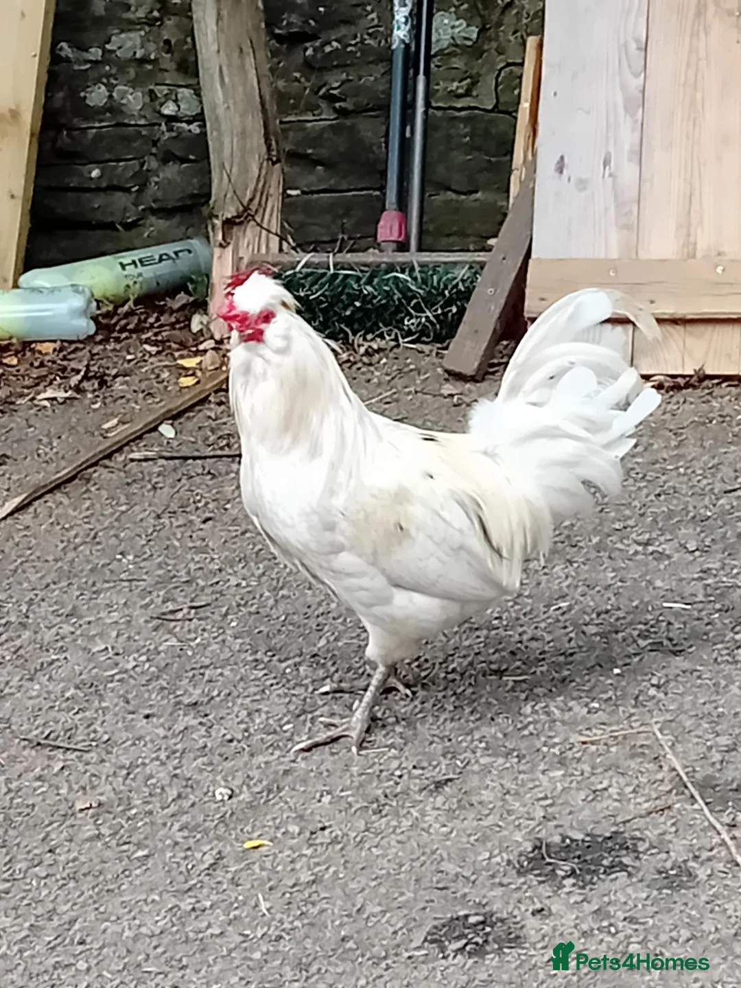 Chickens poultry for sale: Pure Emerald Cockerel / Blue Egger 🐓💙 - Advert 2