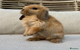 Mini Lop rabbits for sale: Male mini lop for sale - Advert 5
