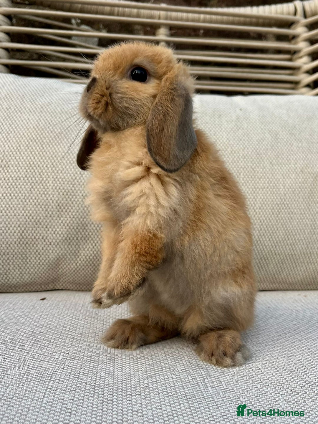 Mini Lop rabbits for sale: Male mini lop for sale - Advert 5