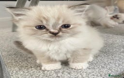 Ragdoll cats for sale: FULL PEDIGREE RAGDOLL KITTENS! READY BEFORE XMAS! - Image 5
