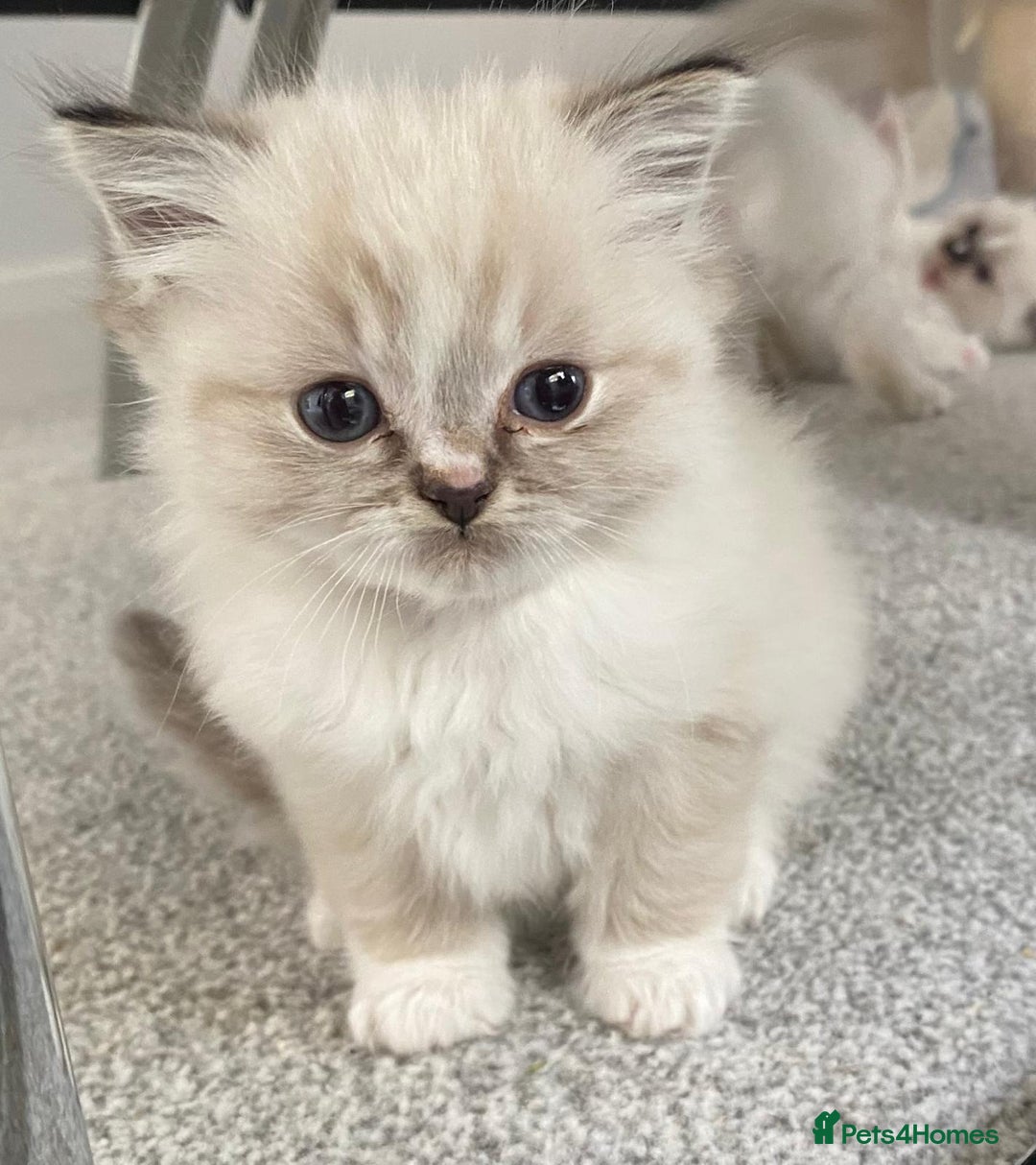 Ragdoll cats for sale: FULL PEDIGREE RAGDOLL KITTENS! READY BEFORE XMAS! - Image 5