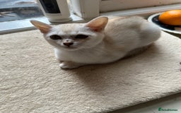 Burmese cats for sale: GCCF reg Pedigree Kittens - Image 8