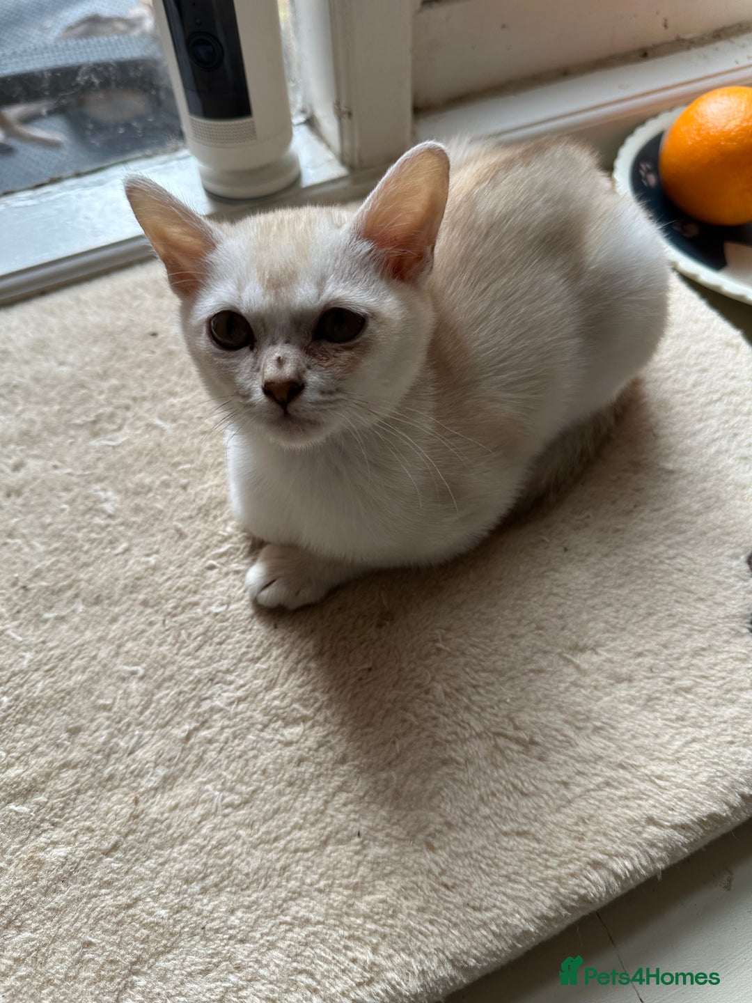 Burmese cats for sale: GCCF reg Pedigree Kittens - Image 8