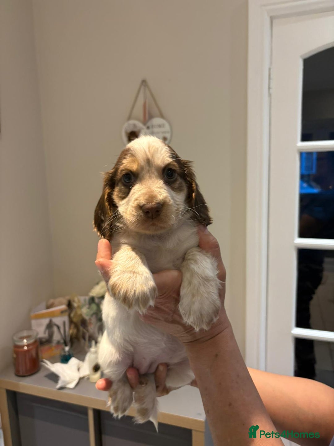 Cocker Spaniel dogs for sale: Pure show type KC reg DNA health test  - Advert 16