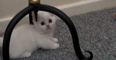 Munchkin cats - Advert 6
