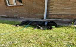 Staffordshire Bull Terrier dogs for sale: 19 months old male Staffordshire Bull Terrier - Image 4