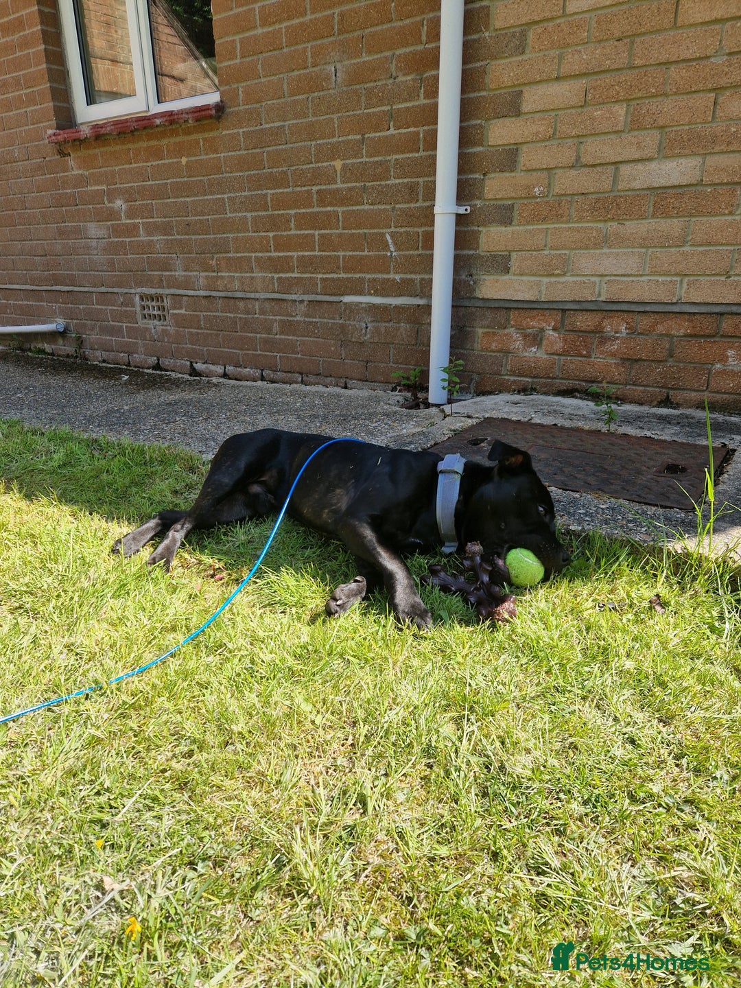 Staffordshire Bull Terrier dogs for sale: 19 months old male Staffordshire Bull Terrier - Image 4