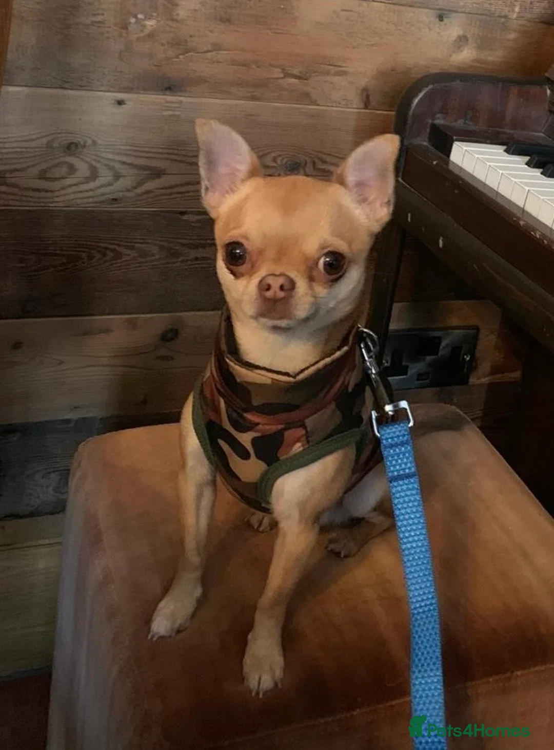 Chihuahua dogs for stud: Chico Chihuahua Russian Lines Champion Pedigree in Chester - Advert 5