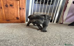 Mixed Breed dogs for sale: Four cane Corso and staff bullterrier mix.  - Image 18