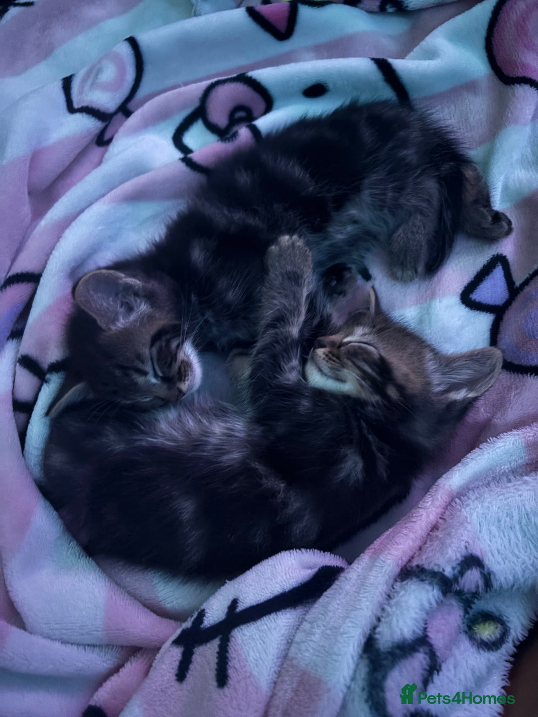 Ragdoll cats for sale: Kittens - Image 11