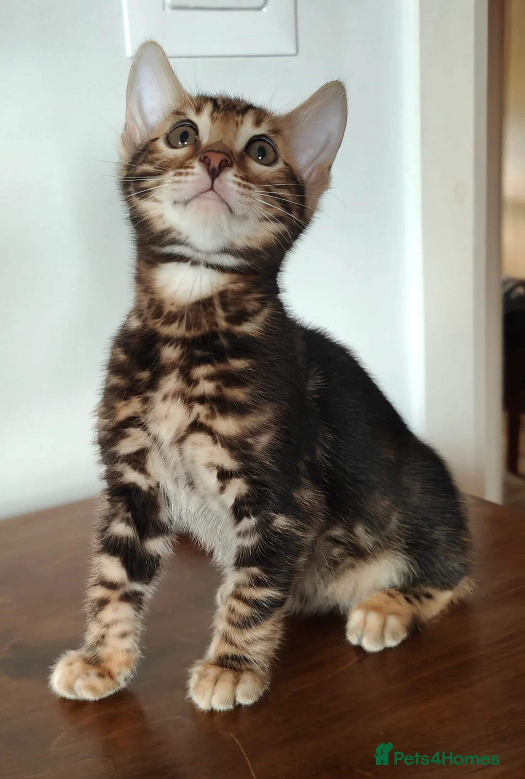 Bengal cats for sale: GCCF/TICA Registered Bengal Boy - Advert 22