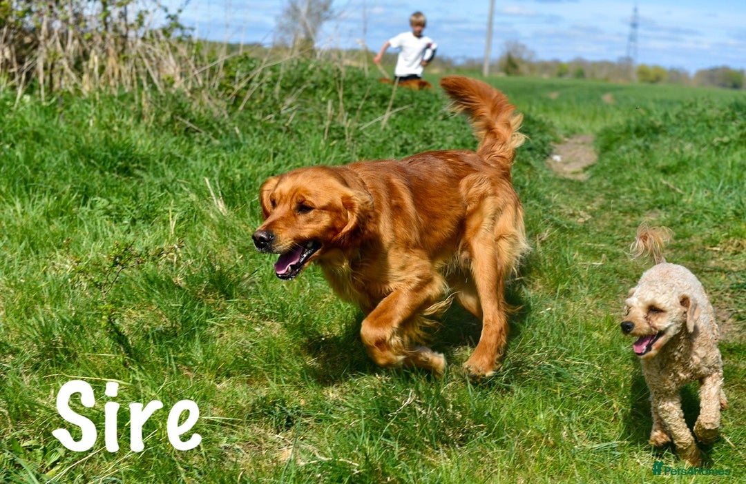 Golden Retriever dogs for sale: Stunning Deep Dark Red Golden Retrievers  - Image 4