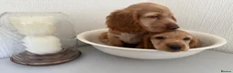 Cocker Spaniel dogs for sale: Show-type cocker spaniels - Advert 6