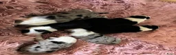Border Collie dogs for sale: Border Collie puppies  - Advert 3