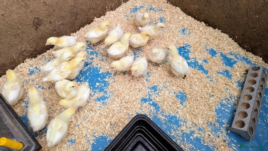 Chickens poultry for sale: Bresse Hatching Eggs (and chicks). - Advert 3