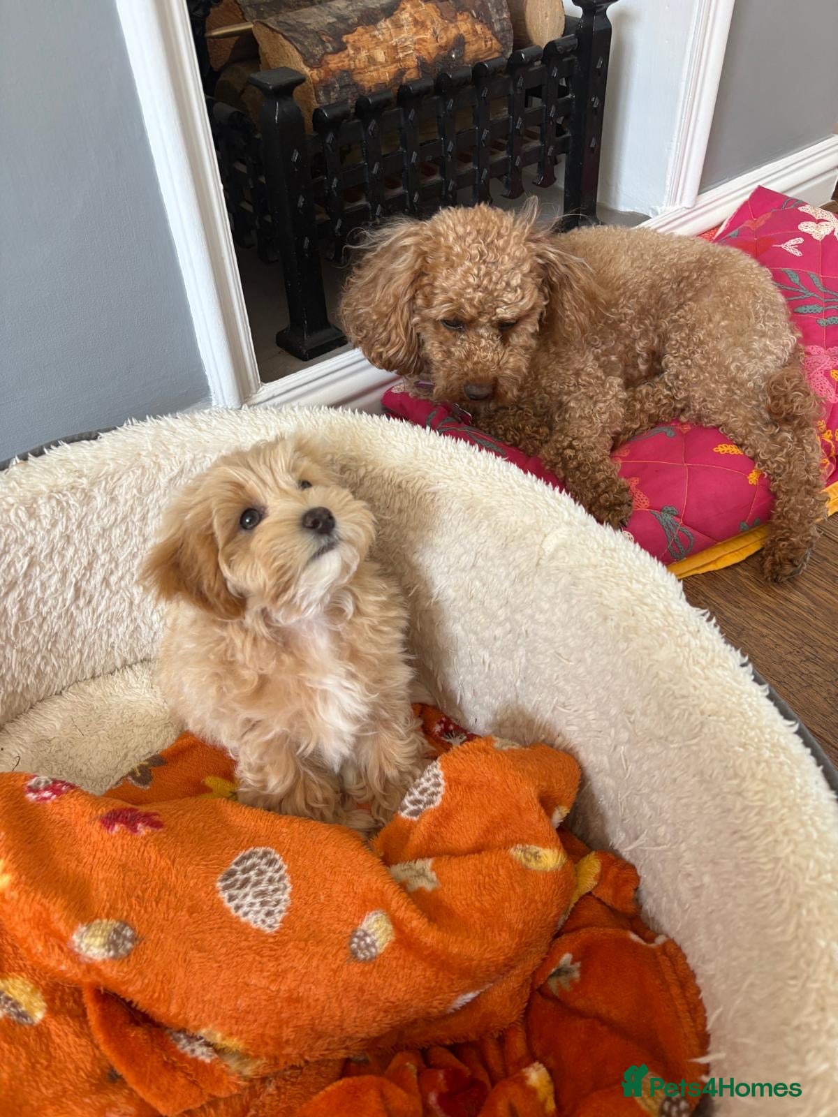 Mixed Breed dogs Cavamaltipoo puppies - 1 boy left reduced - bluey - Advert 2