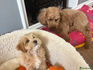 Mixed Breed dogs Cavamaltipoo puppies - 1 boy left reduced - bluey - Advert 2