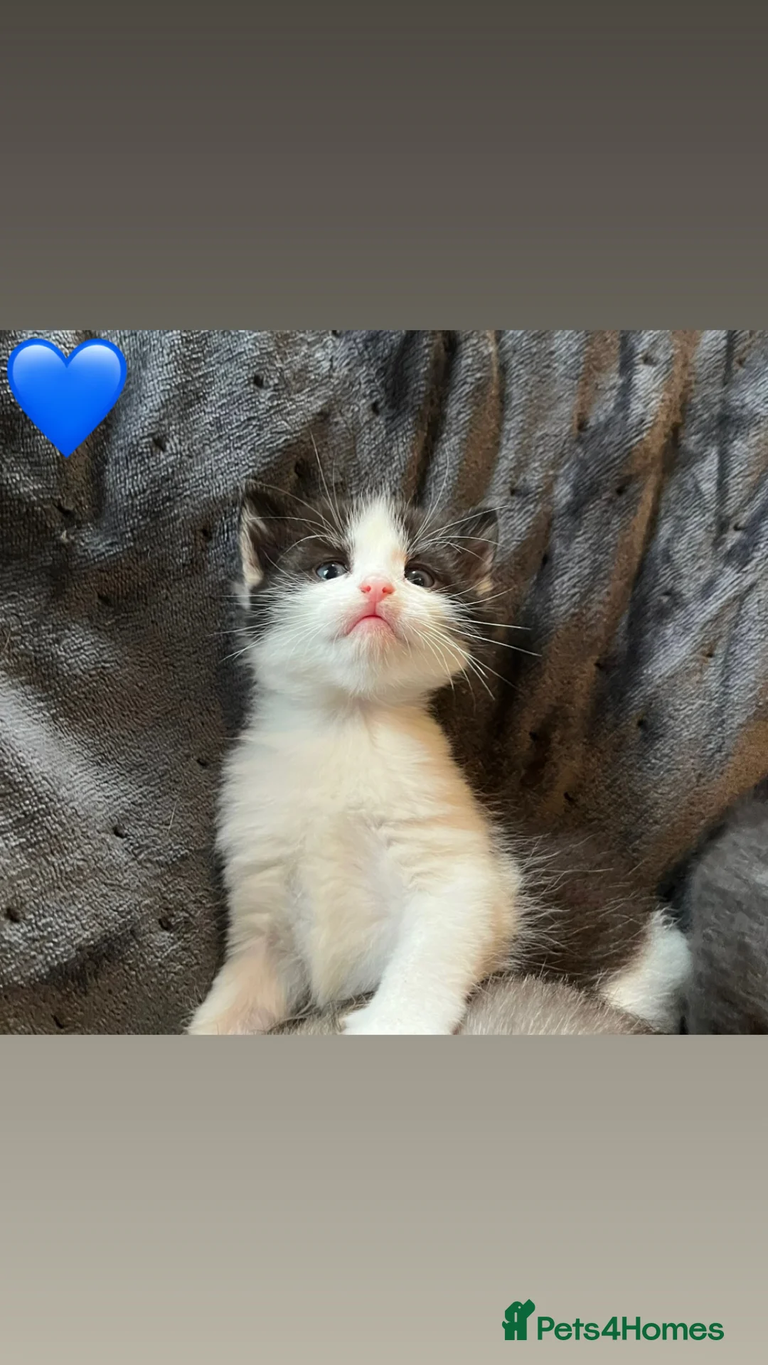 Mixed Breed cats for sale: Beautiful Kittens For Sale❤️ - Advert 4
