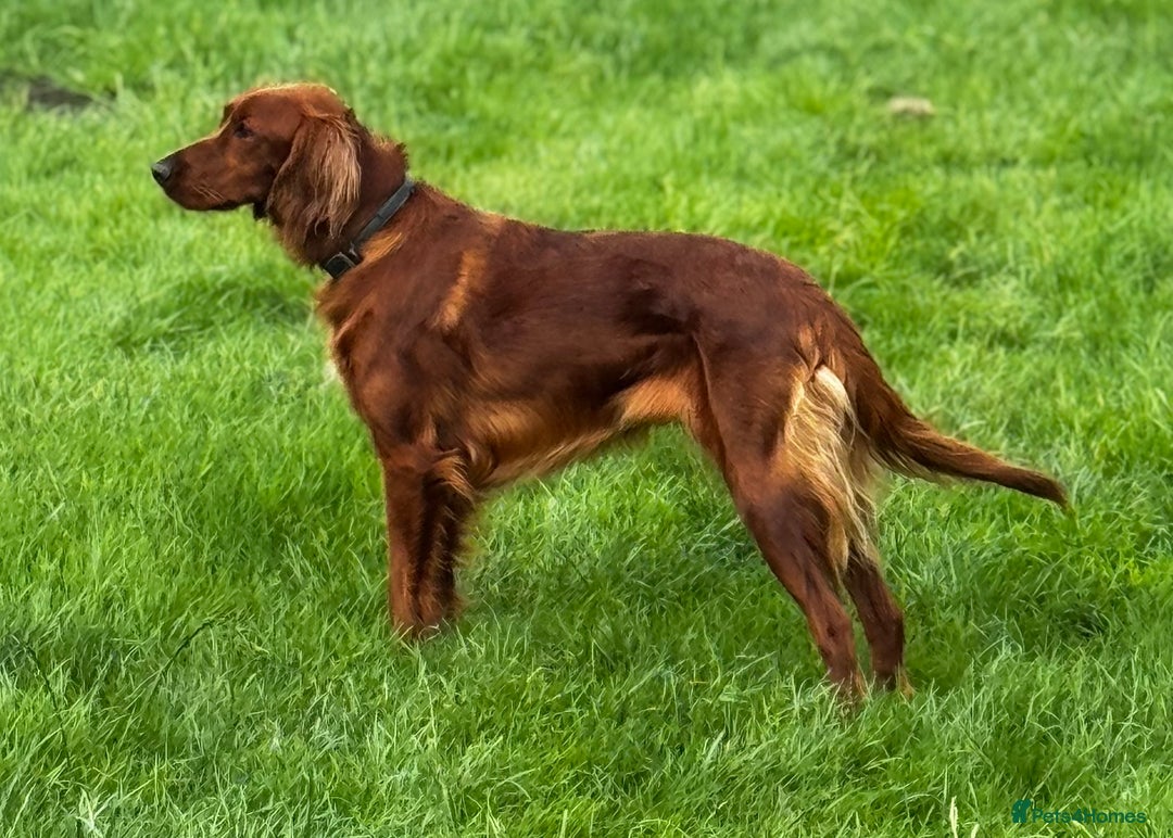Irish Setter dogs for sale: Irish Red Setter Pups  - Image 5