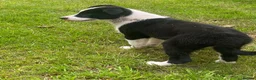 Border Collie dogs for sale: Border collie puppy ready now - Advert 9