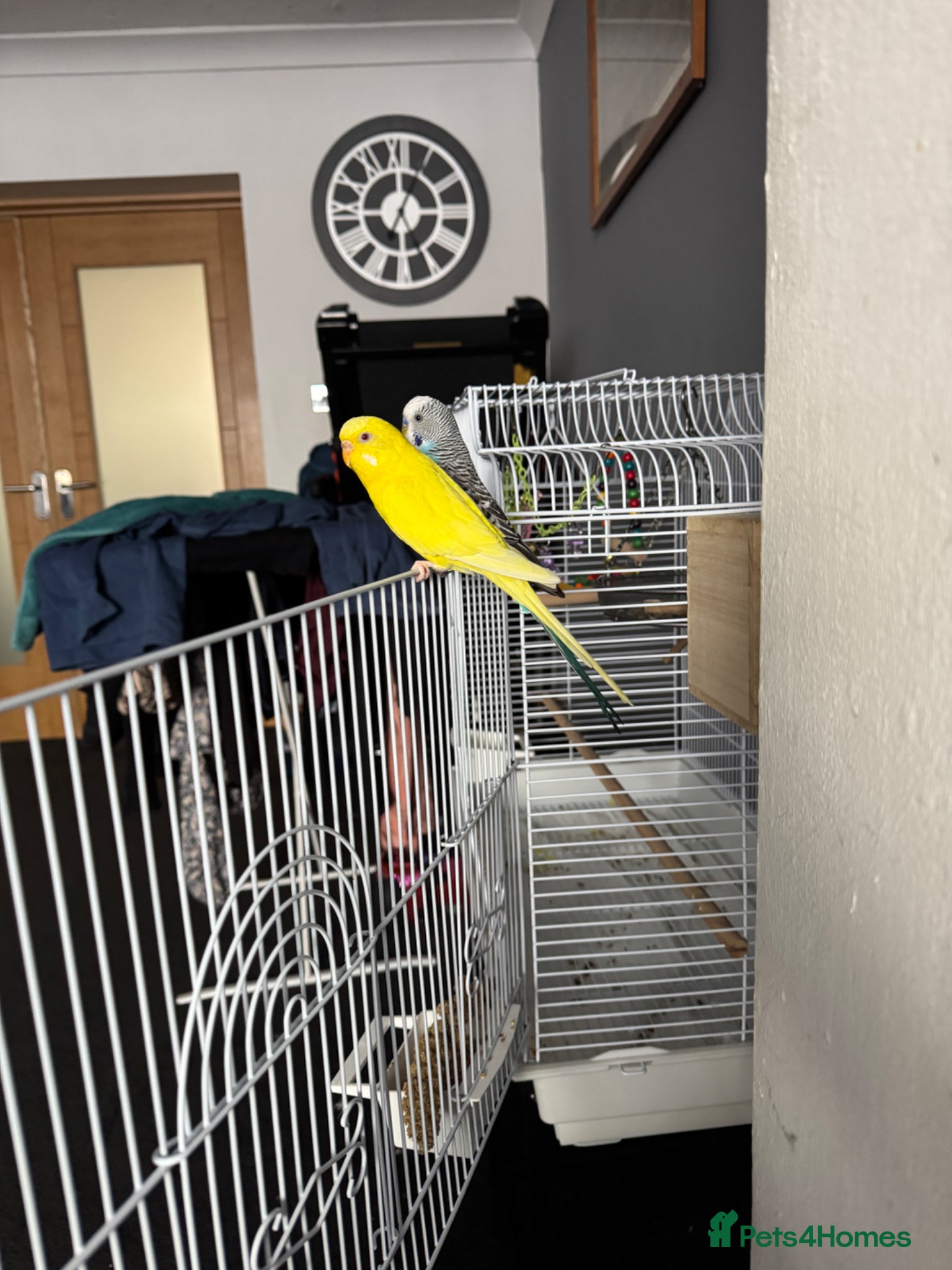 Budgerigars birds 2 paired budgies with cage.  - Advert 7