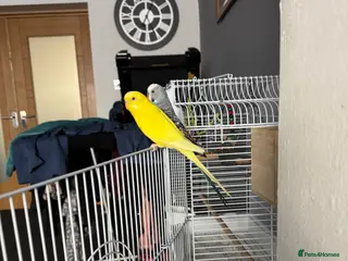 Budgerigars birds 2 paired budgies with cage. - Advert 7