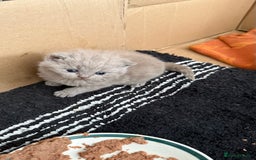 British Shorthair cats for sale: Liliac BSH two female  - Image 1