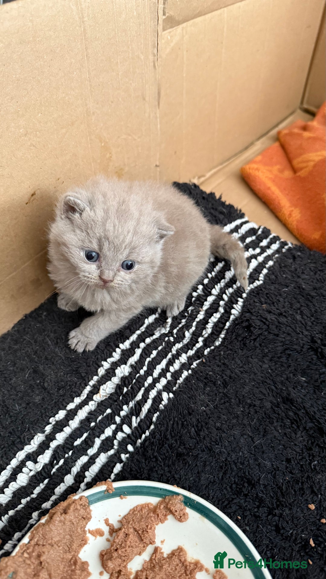 British Shorthair cats for sale: Liliac BSH two female  - Image 1